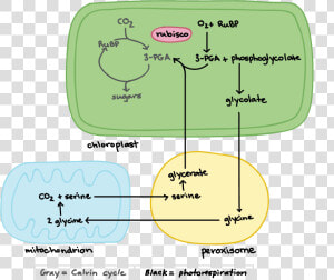 Flowchart Photosynthesis  HD Png Download