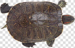 Grab And Download Turtle Png Icon   烏龜 俯視  Transparent Png