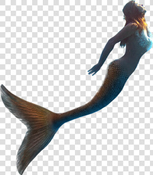 Little Mermaid Llc United Kingdom   Real Mermaid Transparent Png  Png Download