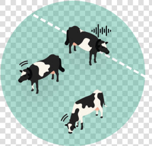 Cows In Zone 01   Boston Terrier  HD Png Download