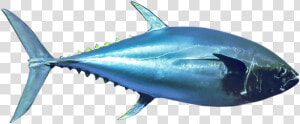 Bluefin Tuna Png  Transparent Png