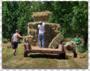 Bucking Hay   Hay  HD Png Download