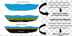 Obstruccion De Oxigeno En El Agua  HD Png Download