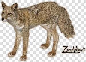 Jackal  Coyote Png  Transparent Png