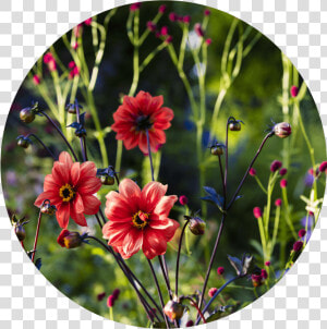 Dahlia   39 bishop Of Llandaff  39   HD Png Download