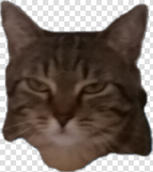 Transparent Grumpy Cat Face Png   Domestic Short haired Cat  Png Download