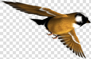 Finch  HD Png Download