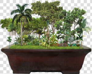  tropical  garden  jungle  palmtrees  trees  plants   Ficus Lyrata  HD Png Download