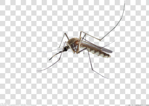 Mosquito Insect Membrane   Mosquito Dibujo Fondo Transparente  HD Png Download