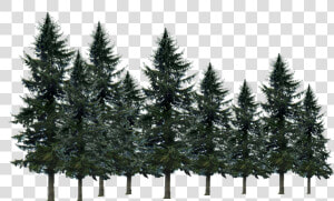  pine Tree   Shortleaf Black Spruce  HD Png Download