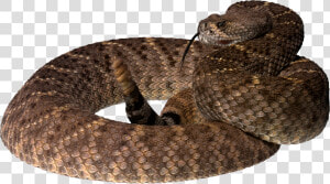 Now You Can Download Snake Png   Brown Tree Snake Png  Transparent Png