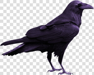 Rook Common Raven Silhouette  HD Png Download