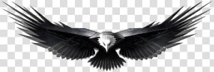 Eagles Design Five Isolated   Transparent Background Eagle Png Hd  Png Download