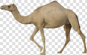 Download For Free Camel Png Image   Camel Png  Transparent Png