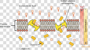 Active Transport  HD Png Download