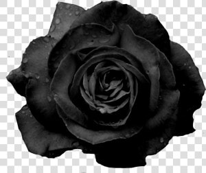  blackrose  freetoedit   Black Rose Flower Png  Transparent Png