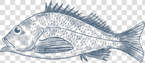 Nordsee   Snapper  HD Png Download