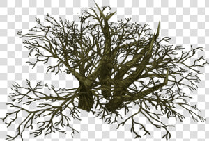 Pond Pine  HD Png Download