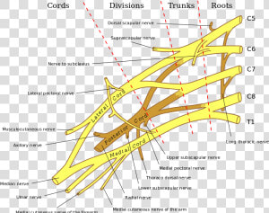 Brachial Plexus   Major Nerves Of The Brachial Plexus  HD Png Download