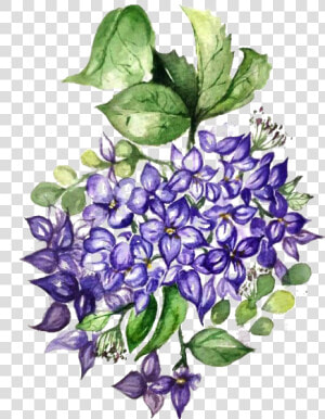 Hydrangea Background Png   Hydrangea  Transparent Png