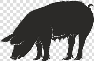 Guinea Pig Domestic Pig Silhouette Clip Art   Silhouettes Of Pig Png  Transparent Png