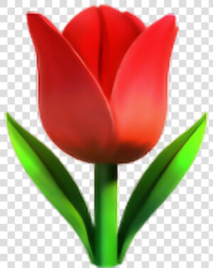  red tulip emoji ✨🌷❤️✨   Tulip Emoji  HD Png Download
