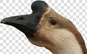 Ganso Cabeza Png   Png Download   Goose Head Png  Transparent Png