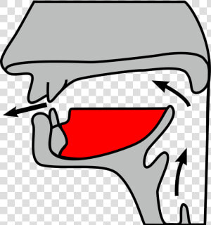 Dental Alveolar Consonant  HD Png Download