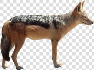 Jackal Png Free Pic  Transparent Png