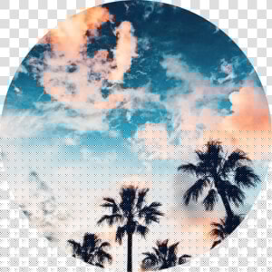  aesthetic  background  circle  sticker  tropical  trees   Green Tropical Aesthetic Background  HD Png Download