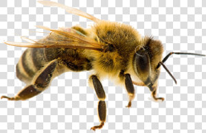 Bee Png Free Pic   West Virginia State Insect  Transparent Png