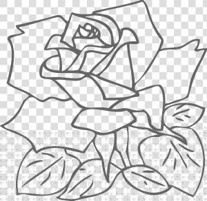 Rose Drawing Pink Clip Art   White Rose Outline Png  Transparent Png