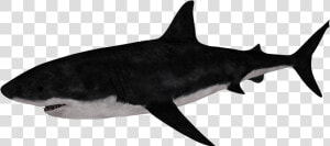 Requiem Shark  HD Png Download