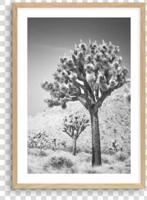Joshua Tree Png  Transparent Png