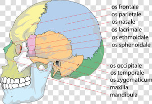 Skull Human Anatomy Free Picture   Rostral Meaning  HD Png Download