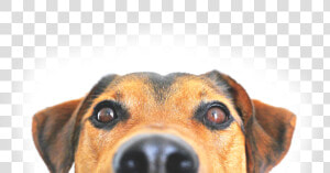 Peeking Png  Transparent Png