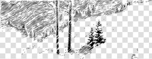Art monochrome Photography grass Family   Winter Trees Clip Art  HD Png Download