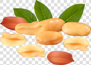 Peanut Transparent Clipart Peanuts Clip Art Library  HD Png Download