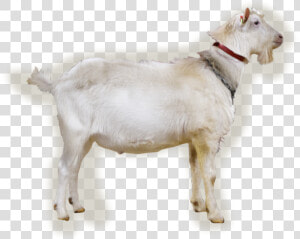 Nl abc upload bokfoto1 Benjamin   Goat  HD Png Download