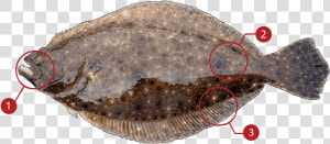 Fish Fluke  HD Png Download