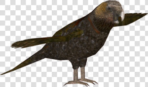 Newzealandkaka   Zt2 Spix Macaw  HD Png Download
