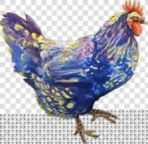Poultry livestock fowl   Chicken  HD Png Download