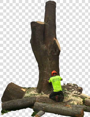 Tree Stump  HD Png Download