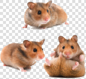 Hamster Png Download Image  Transparent Png