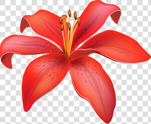 Red Lily Flower Png Clipart   Lily Flower Vector Png  Transparent Png