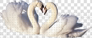 Trumpeter swan   Love Birds Png File  Transparent Png