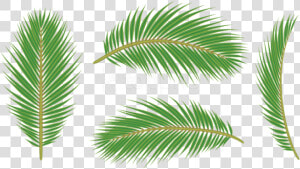 Yellow Pine oregon Pine shortstraw Pine loblolly Pine woody   Leaf Transparent Background Leaf Palm Png  Png Download