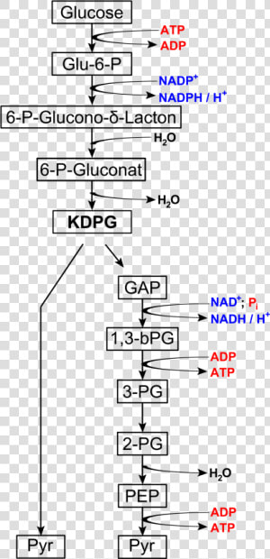 Entner Doudoroff Pathway  HD Png Download