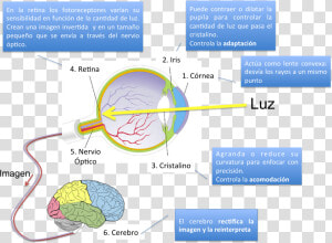 Transparent Rayos De Luz Png   Proceso De La Vision  Png Download