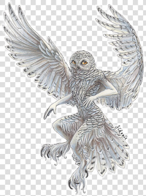 Barn Owl Drawings Flying  HD Png Download